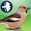 Birds of Britain and Ireland Pro Edition App Icon